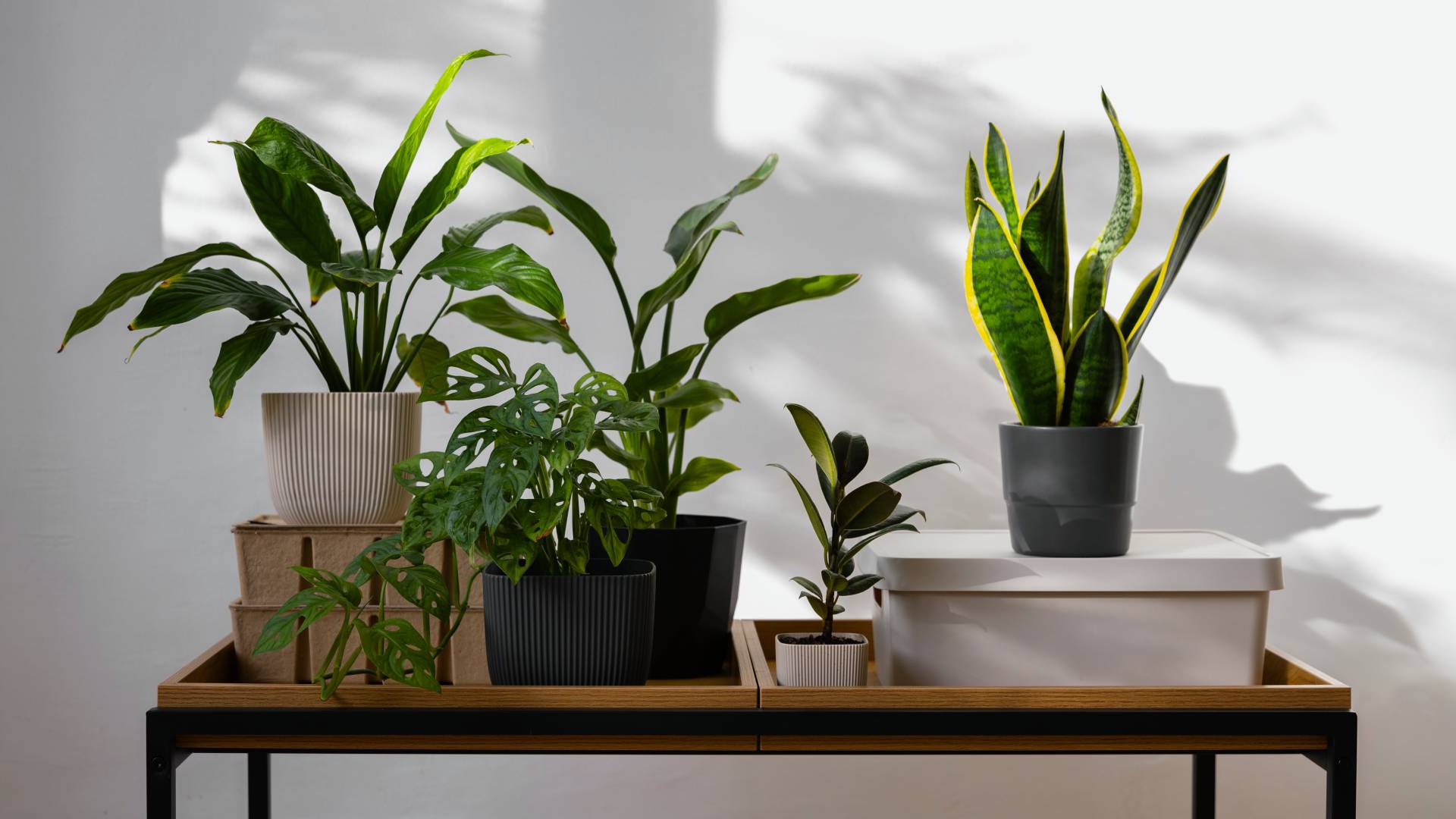 nejlepsi-hnojivo-pro-pokojove-rostliny